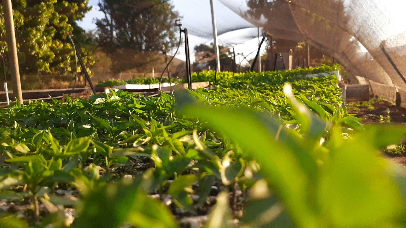 Seedlings growing in a community nursery