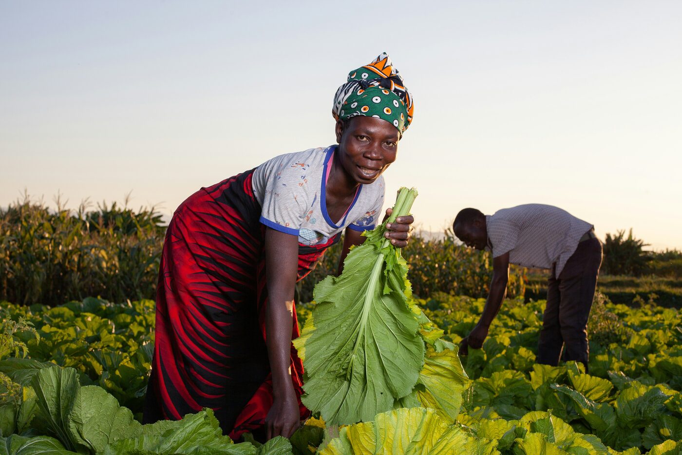 A woman harvesting vegetables from a community garden