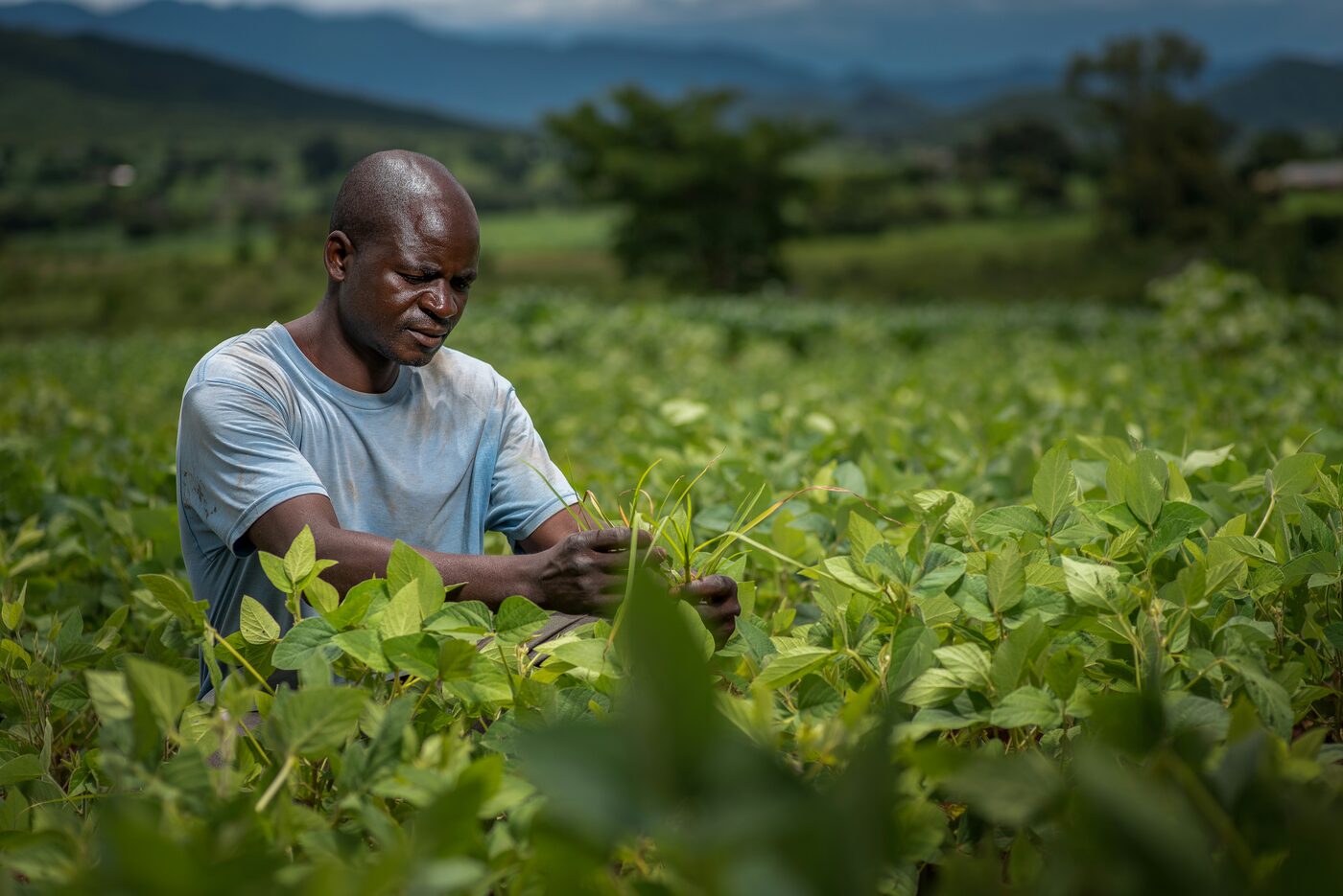 A farmer tending crops in a community agriculture project